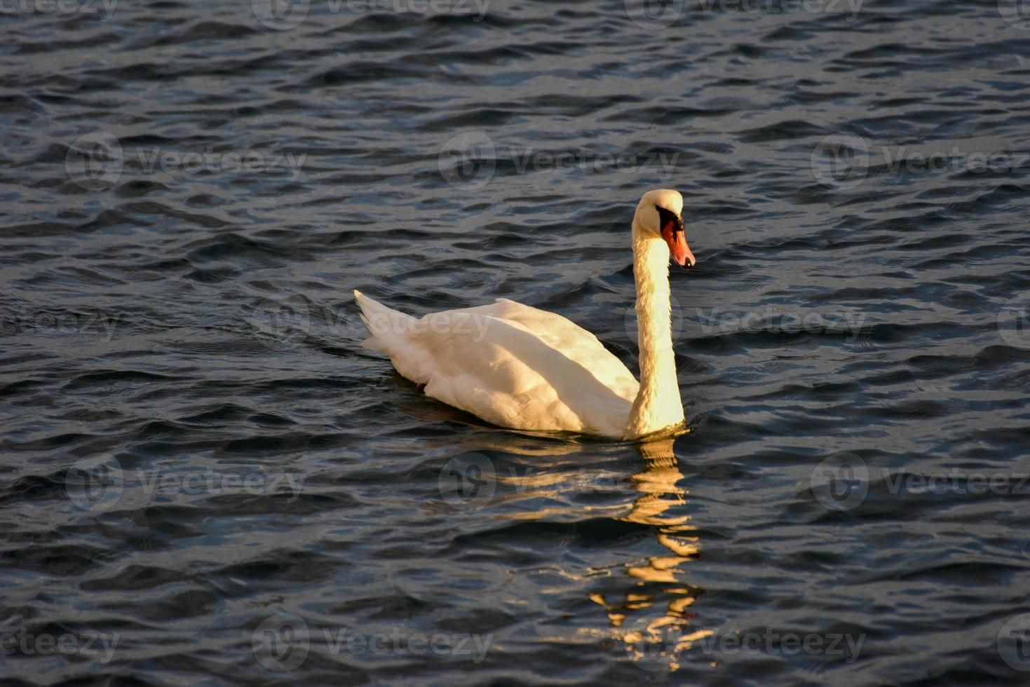 cisne nadando no canal em sheepshead bay, brooklyn, nova york. foto