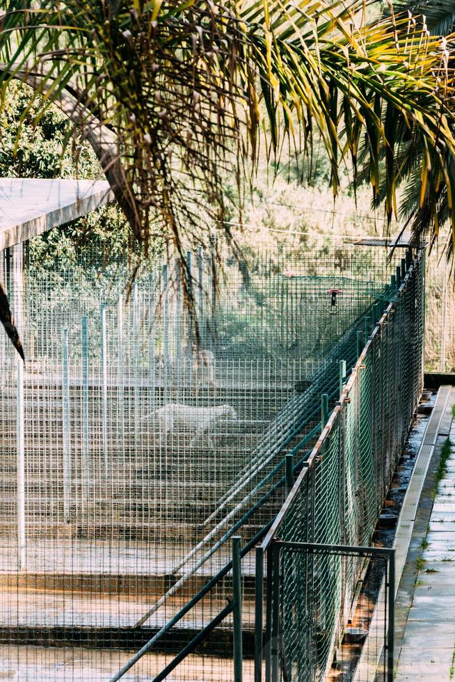 cães grandes e pequenos em instalações para animais de estimação, abrigo de animais ou canil foto