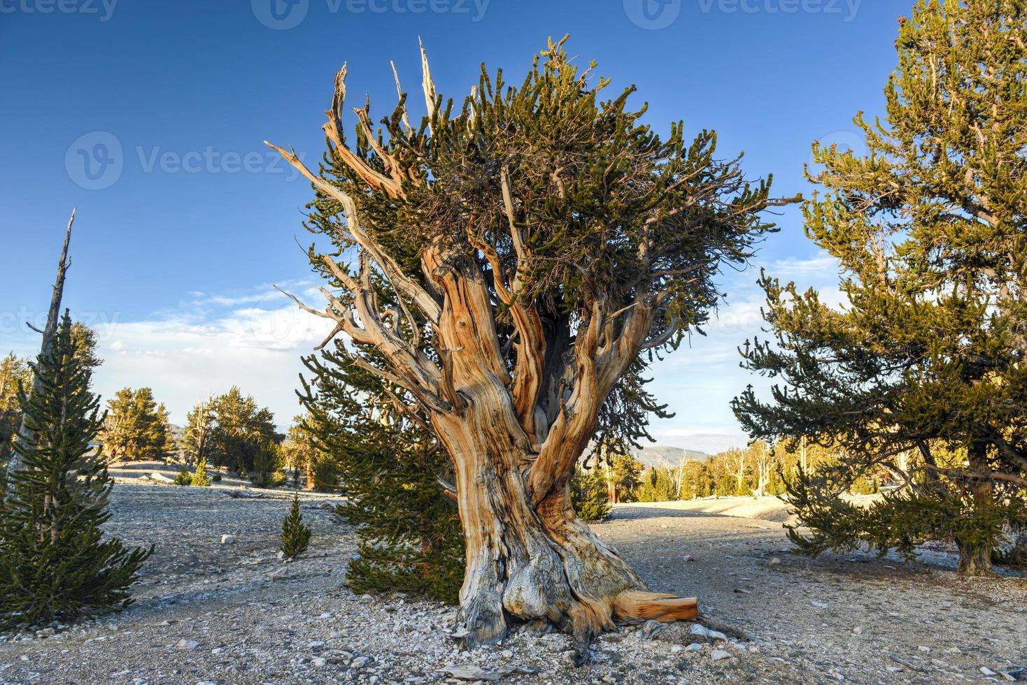 antiga floresta de pinheiros bristlecone foto