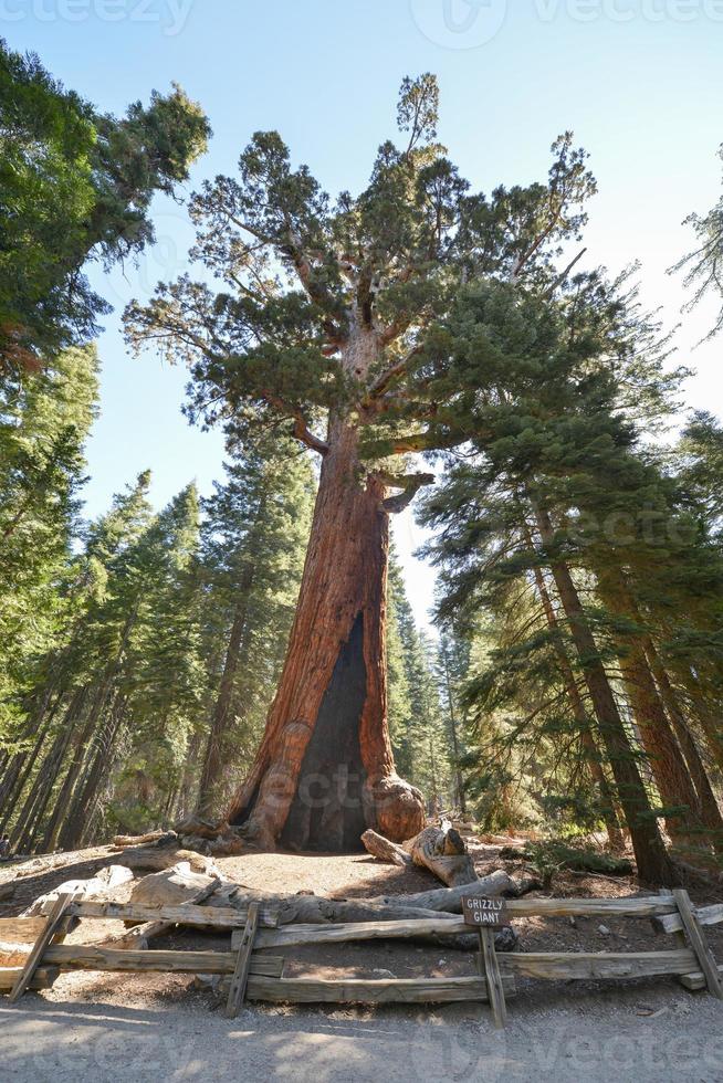 sequóia gigante parda em mariposa grove, yosemite foto