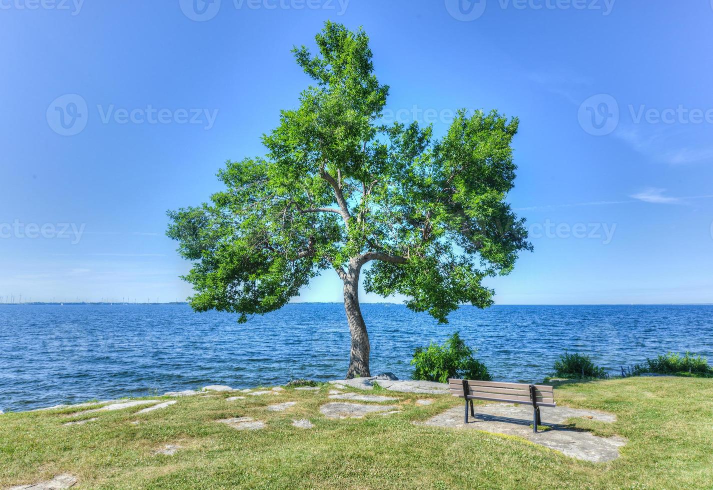 árvore e banco no macdonald park, kingston, canadá foto