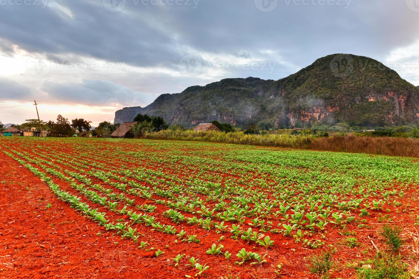 plantação de tabaco no vale de Vinales, ao norte de Cuba. foto
