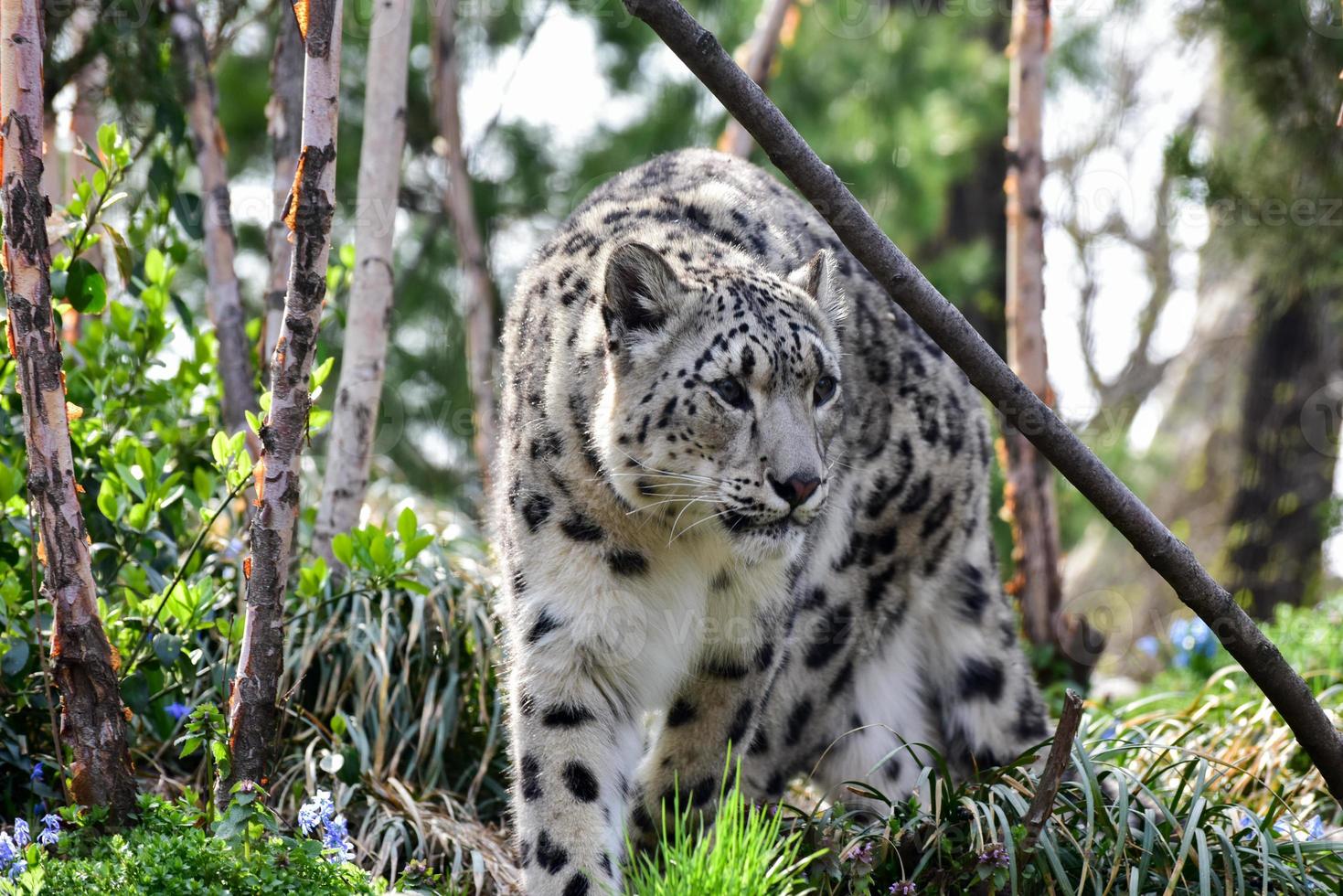 o leopardo das neves ou onça é um grande felino nativo das cadeias montanhosas da ásia central e do sul. foto