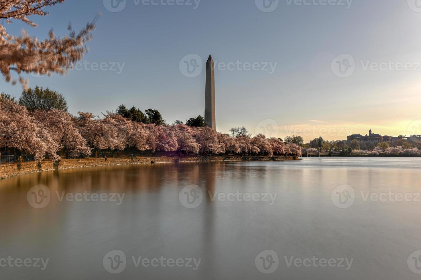 monumento de washington e flores de cerejeira na bacia de maré durante a primavera em washington, dc. foto