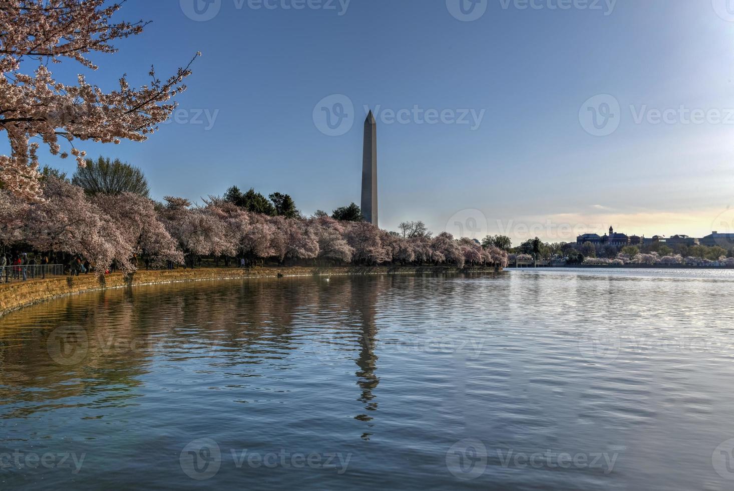 monumento de washington e flores de cerejeira na bacia de maré durante a primavera em washington, dc. foto