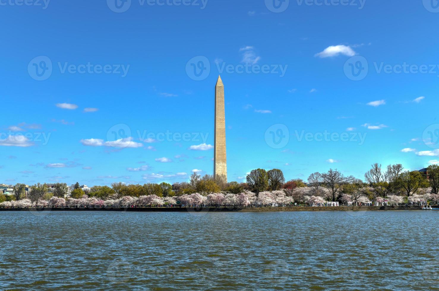 monumento de washington e flores de cerejeira na bacia de maré durante a primavera em washington, dc. foto