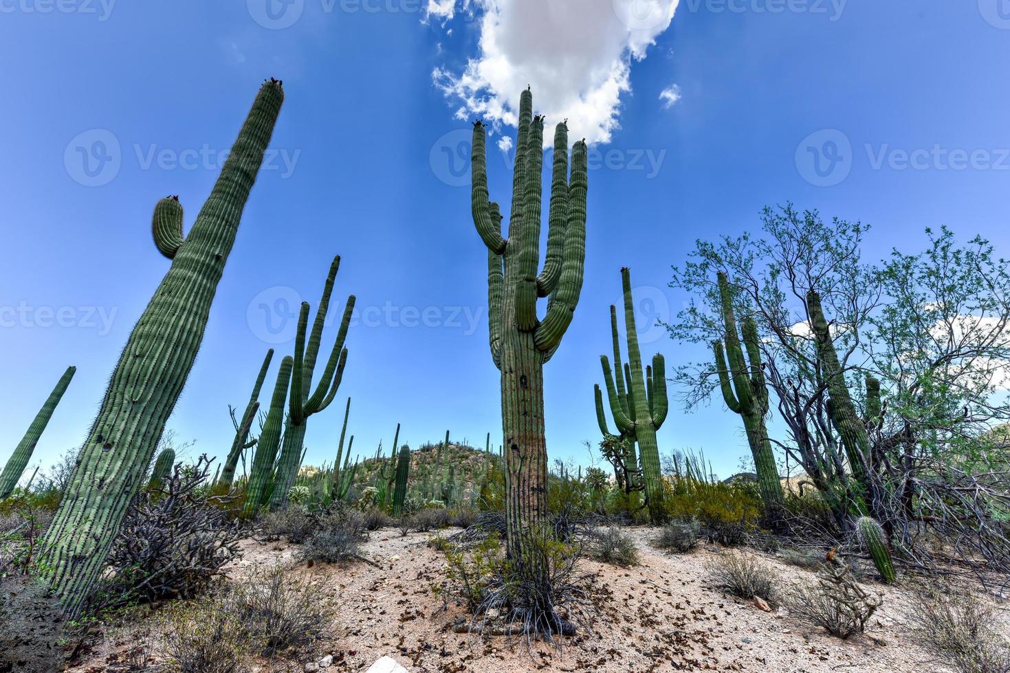 enorme cacto no parque nacional saguaro no arizona. foto