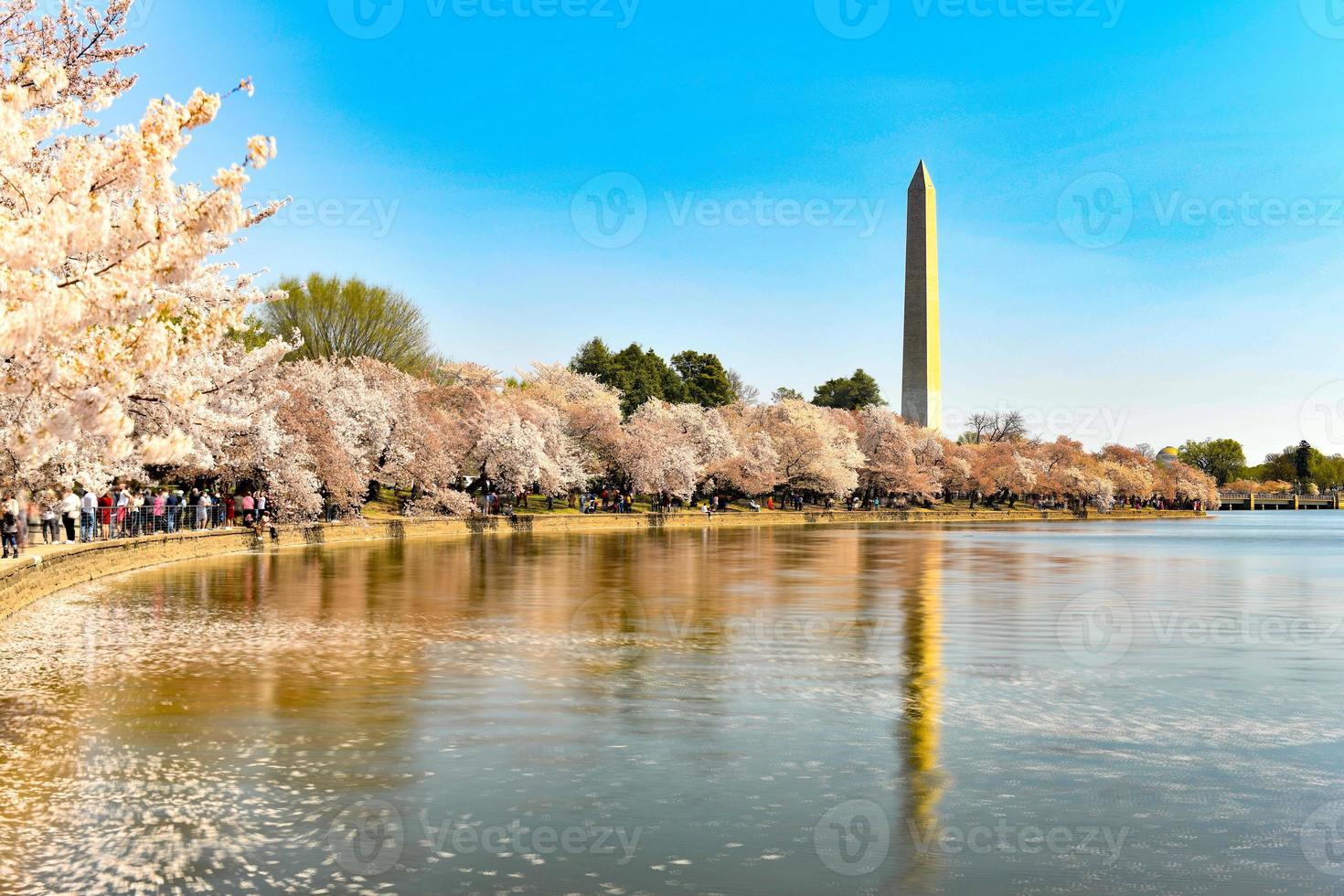 washington dc, eua na bacia das marés com o monumento de washington na primavera. foto