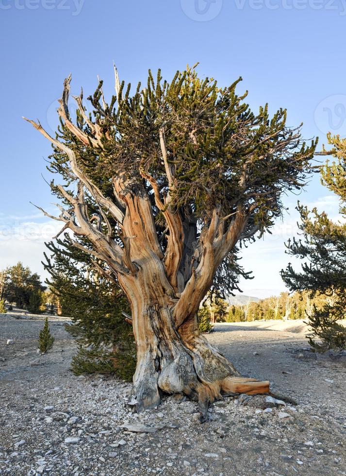 antiga floresta de pinheiros bristlecone foto