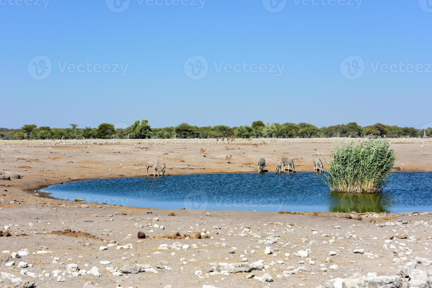 kudu - etosha, namíbia foto