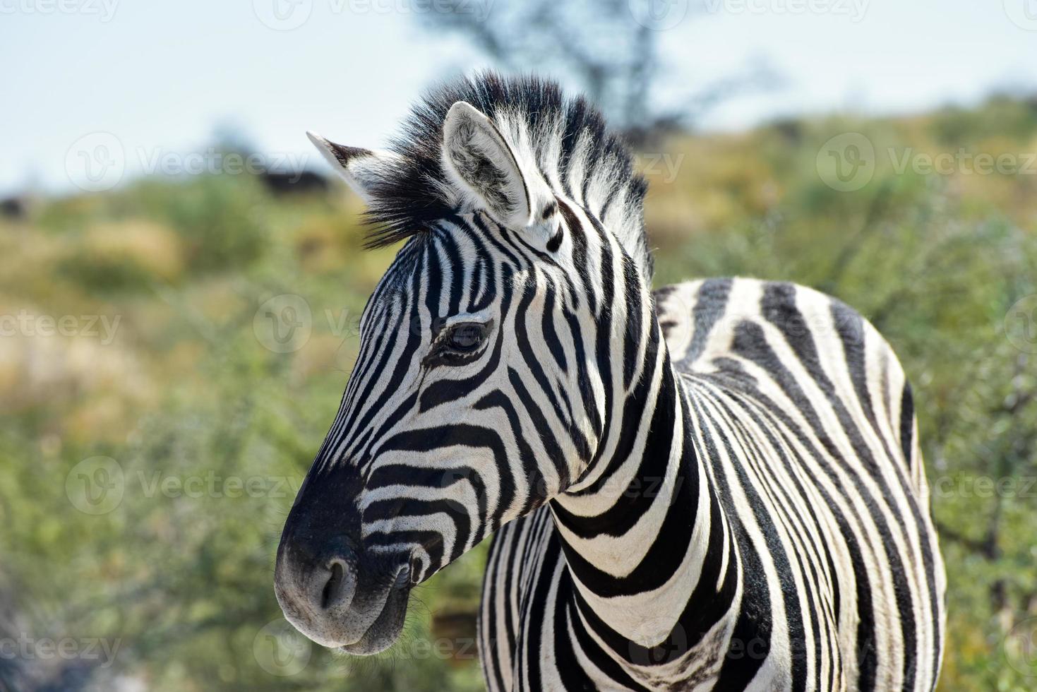 zebra - etosha, namíbia foto