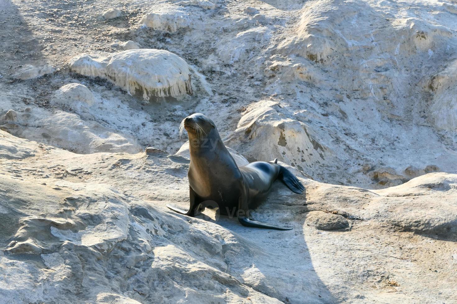 leões marinhos da Califórnia nas rochas em la jolla cove, san diego, califórnia foto