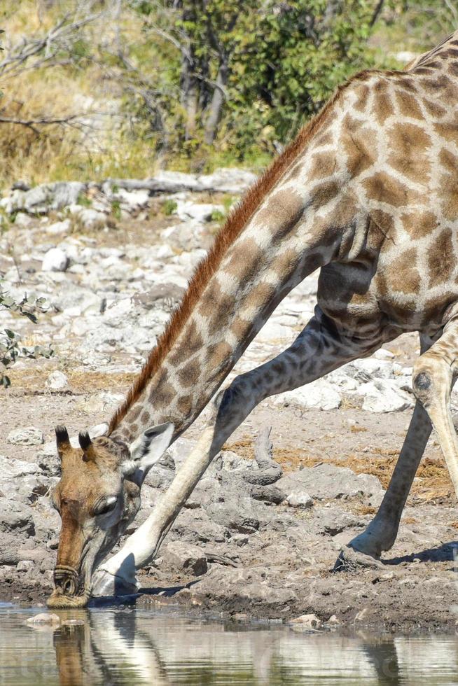 girafa - etosha, namíbia foto