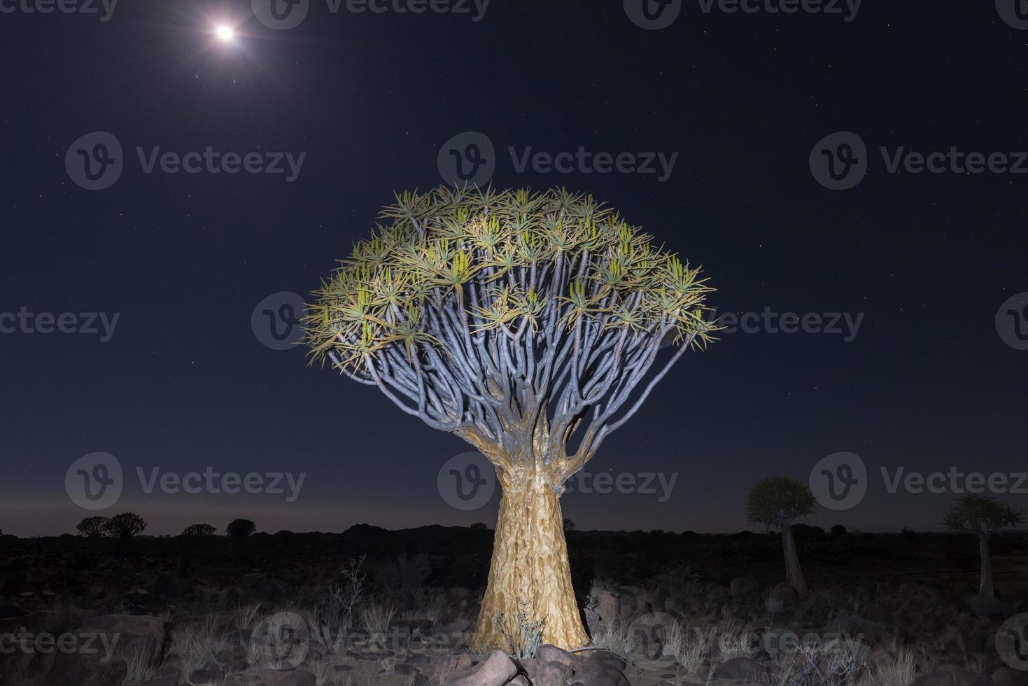 Quiver Tree Forest - Nambia foto