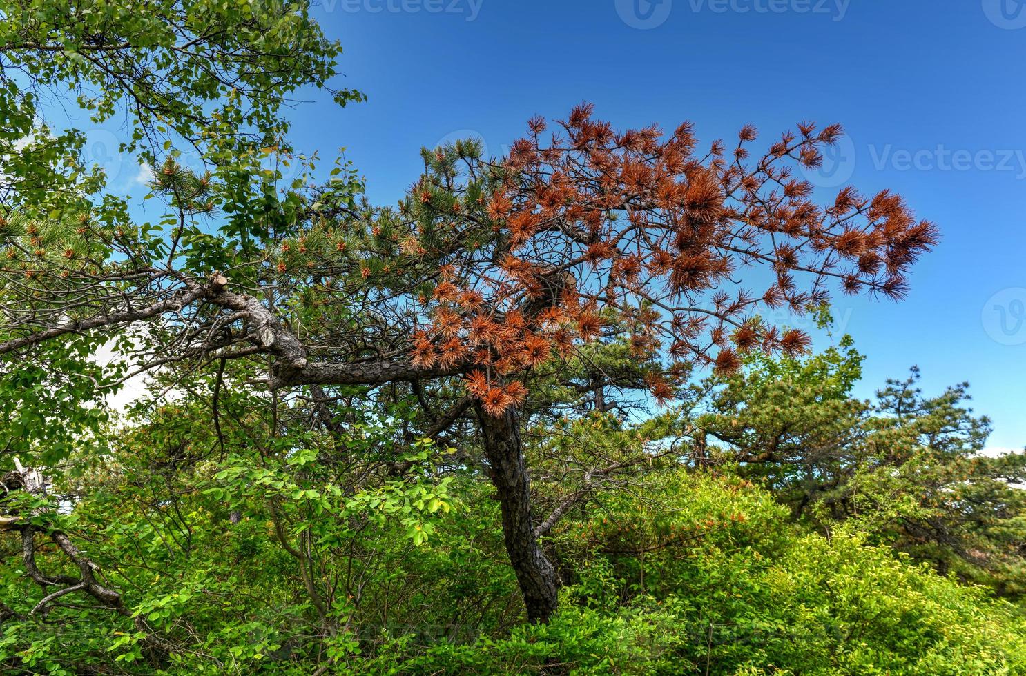 rochas maciças e vista para o vale na reserva do parque estadual de minnewaska no norte do estado de ny durante o verão. foto