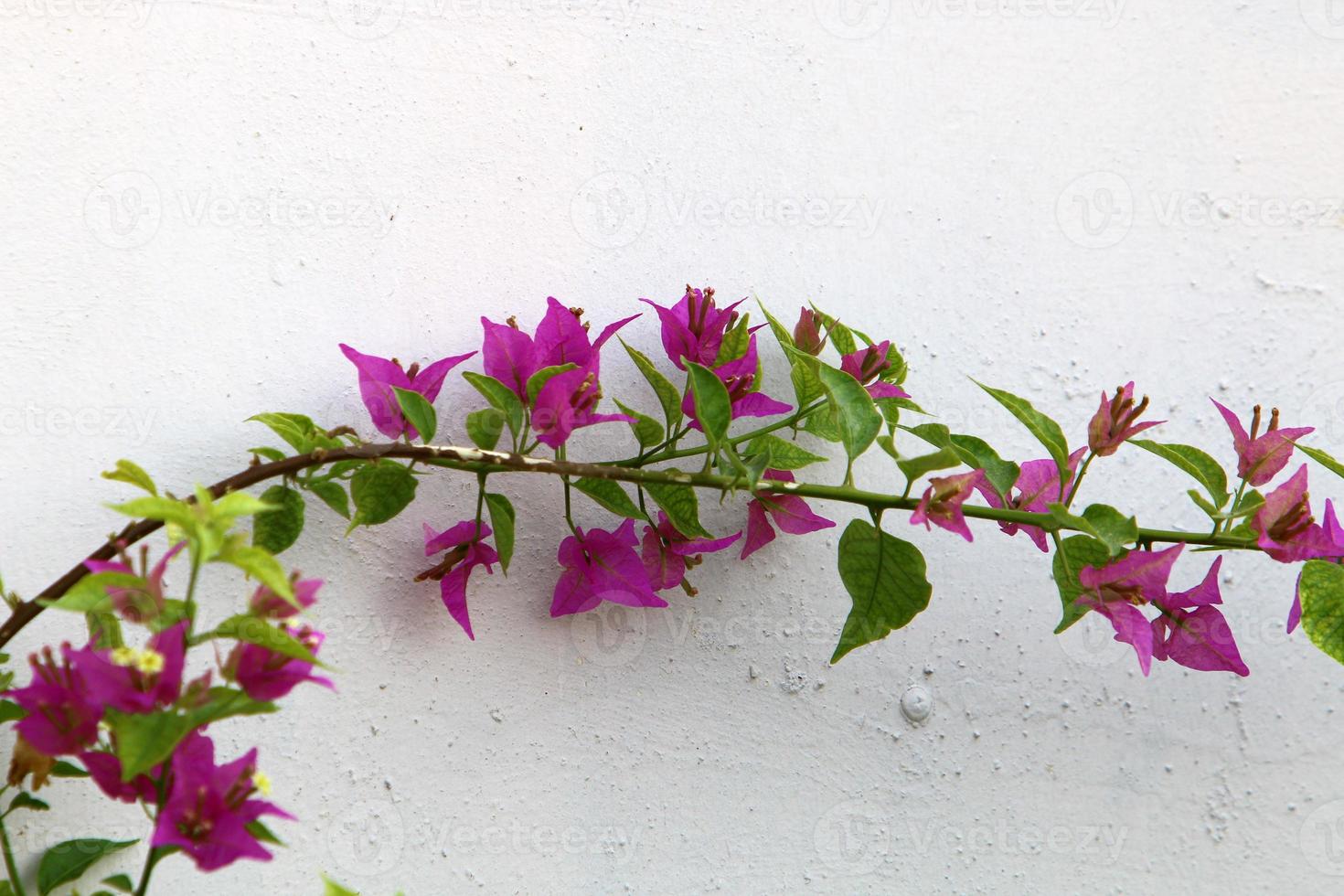 flores de verão em um parque da cidade em israel. foto