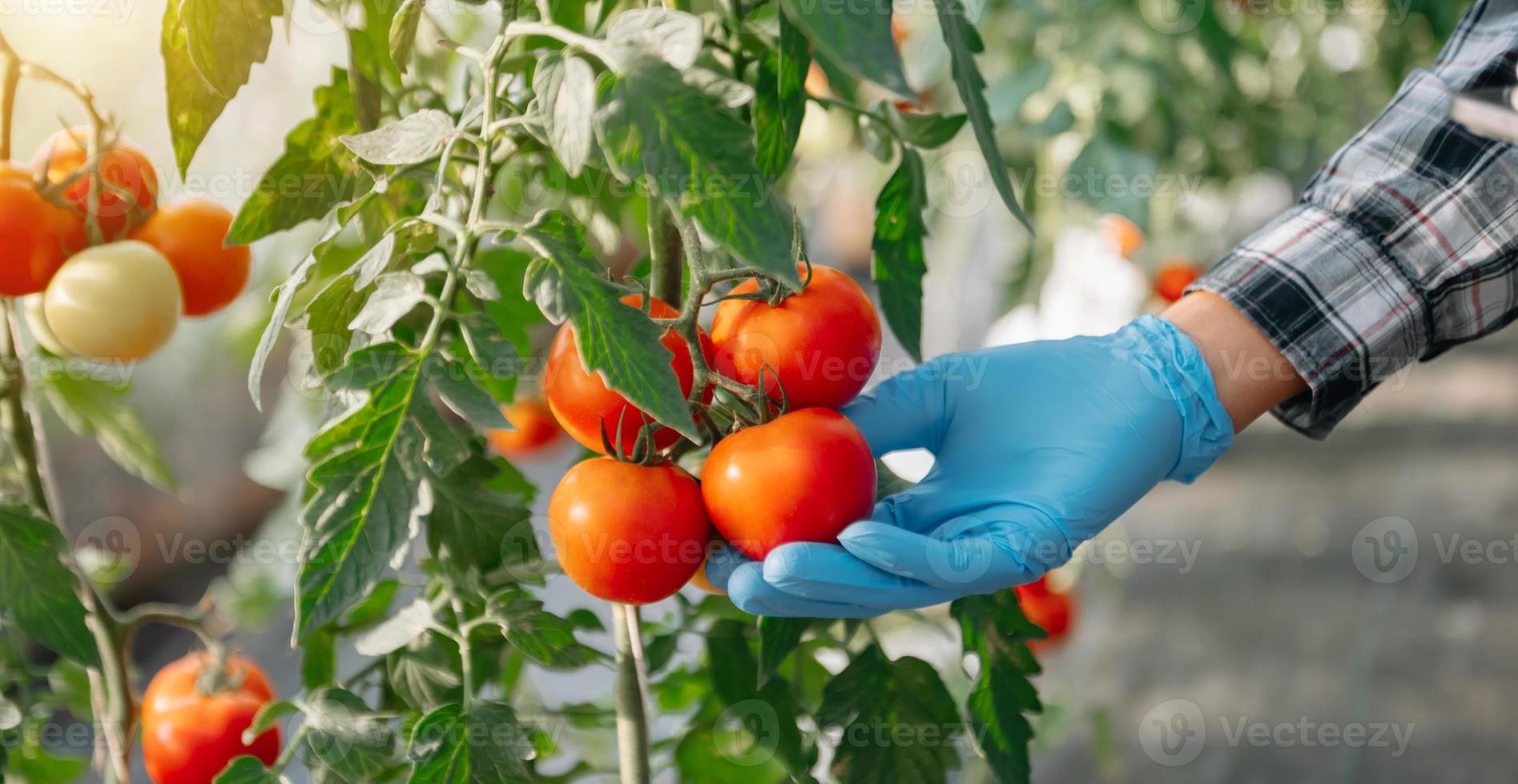 agricultora tem uma colheita de tomate nas mãos. estufa seletiva, foco. natureza. foto