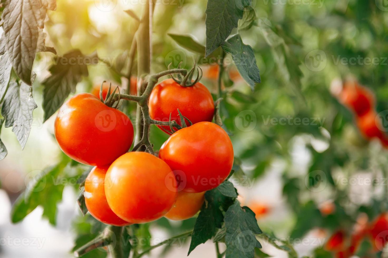 planta de tomate maduro crescendo em estufa, bando de tomates naturais vermelhos brilhantes em galho de árvore em vegetais orgânicos foto