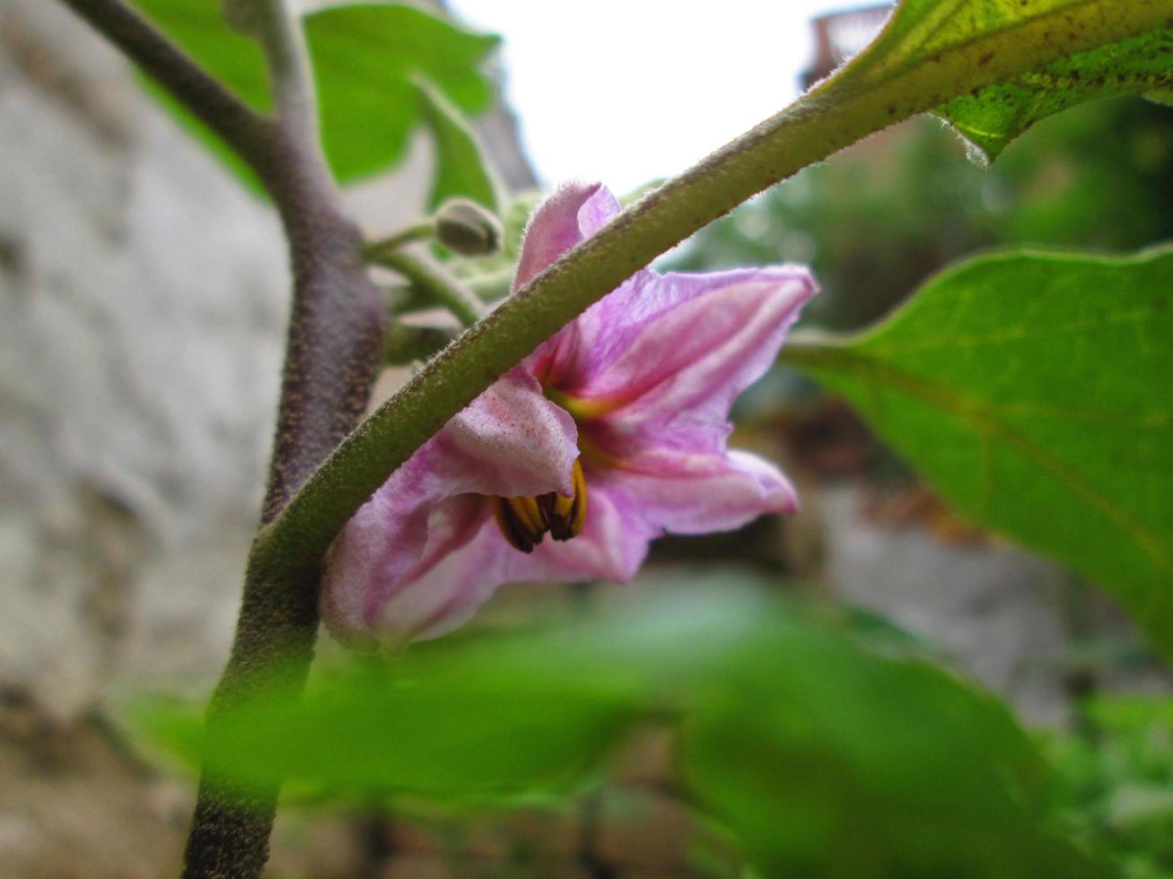 fotos em close de flores coloridas brilhantes no jardim botânico em karachi paquistão 2022