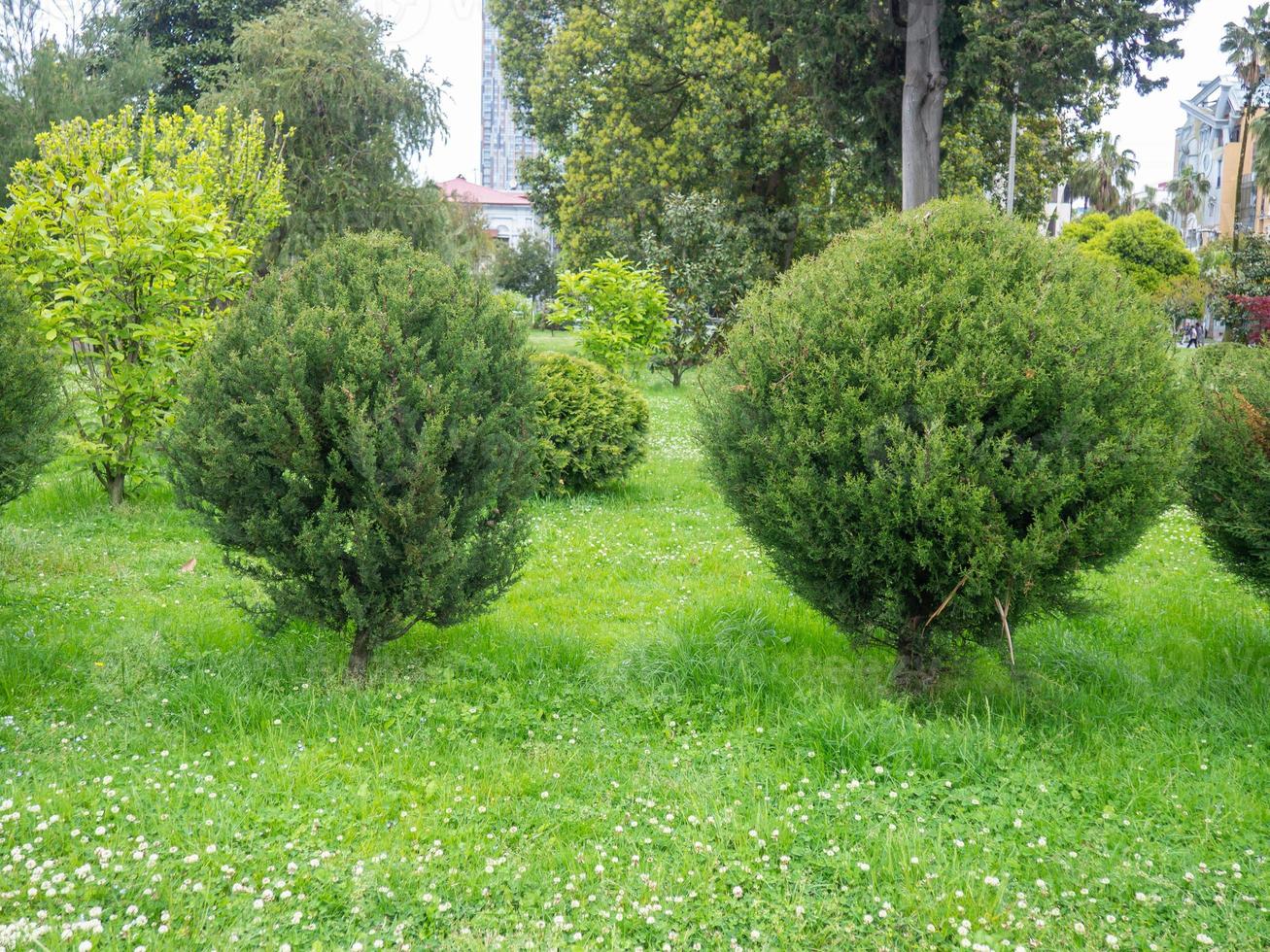 arbustos cortados no gramado. projeto do parque. belos arbustos verdes. foto