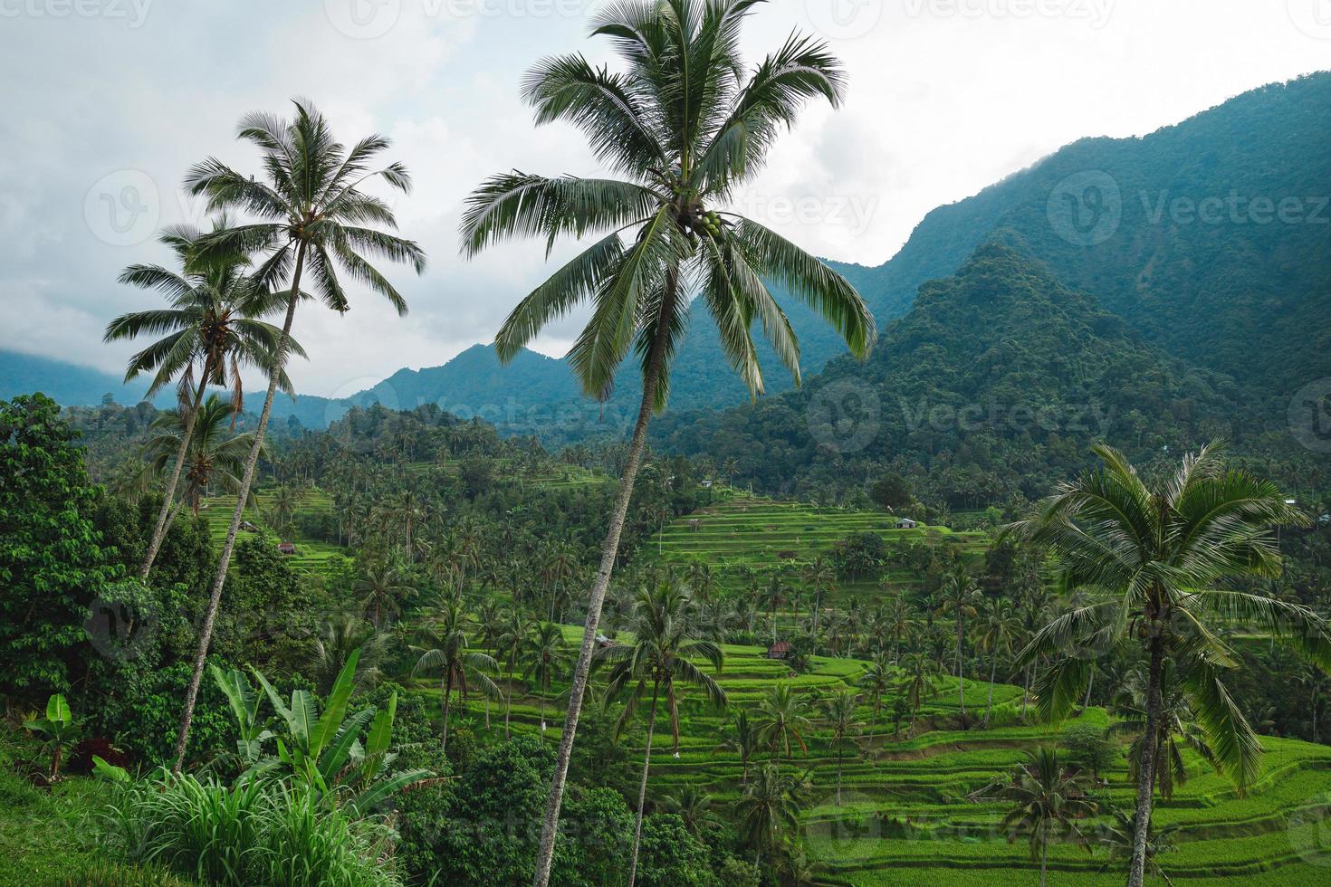 bela vista dos terraços de arroz com palmeiras foto