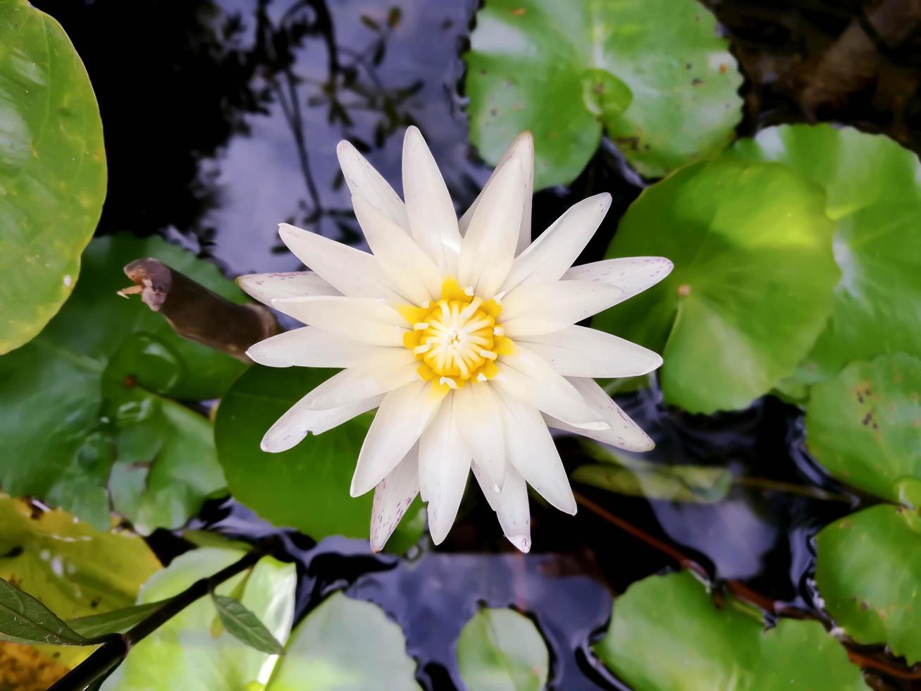 vista superior da flor de lótus branca florescendo em uma piscina na manhã do dia de sol. foto