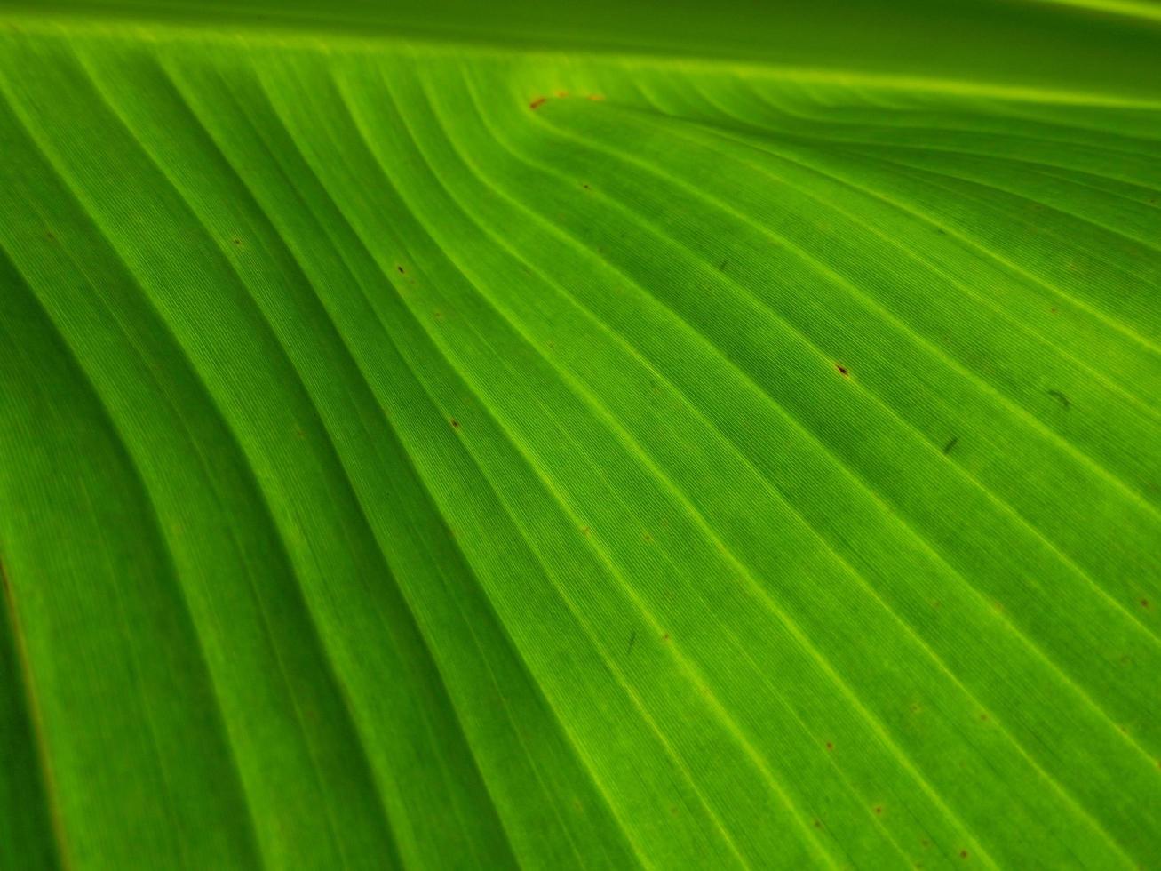 padrão de fundo de folha de bananeira verde fechado foto