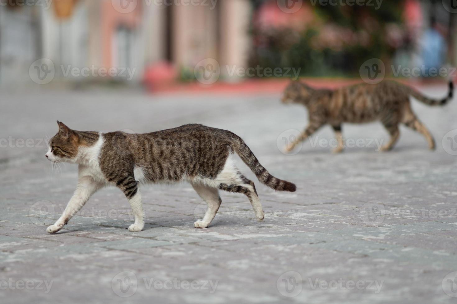 um lindo gato caminha pelas ruas da cidade. foto