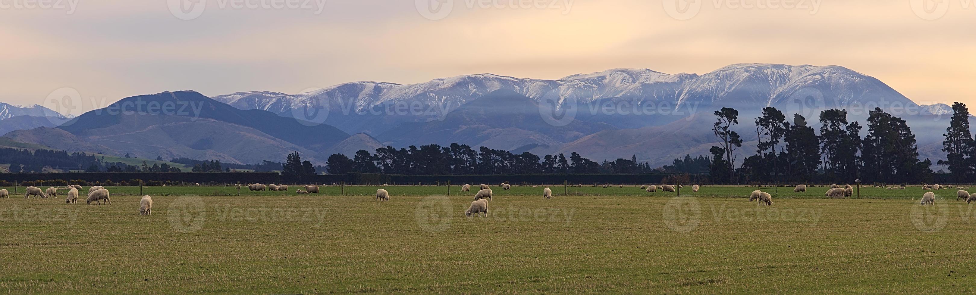 montanhas nebulosas e ovelhas pastando no vale. foto