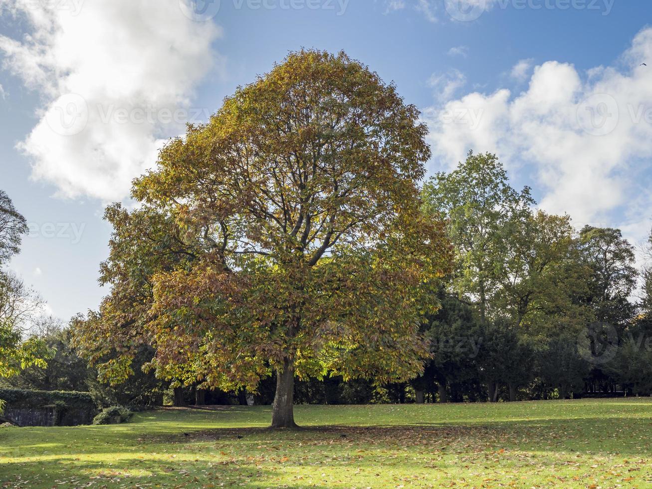 castanheiro-da-índia com folhagem de outono em um parque foto