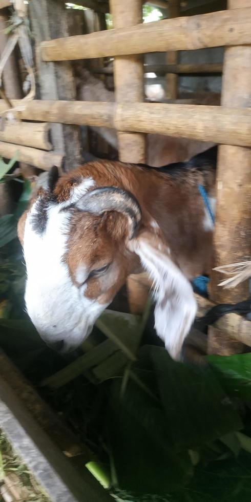 uma cabra a grama nesta casa foto