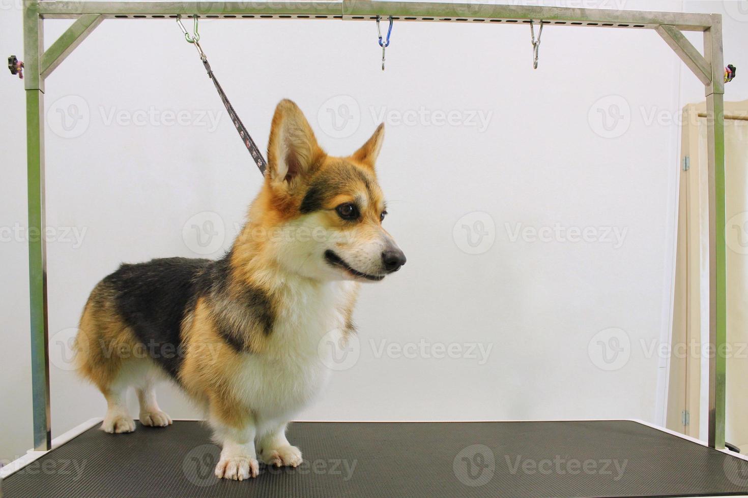 engraçado corgi welsh pembroke com cinto de segurança em pé na mesa de preparação de cães no salão. serviço profissional, pet care, bem-estar, spa, higiene, beleza do conceito de animais. fechar-se foto