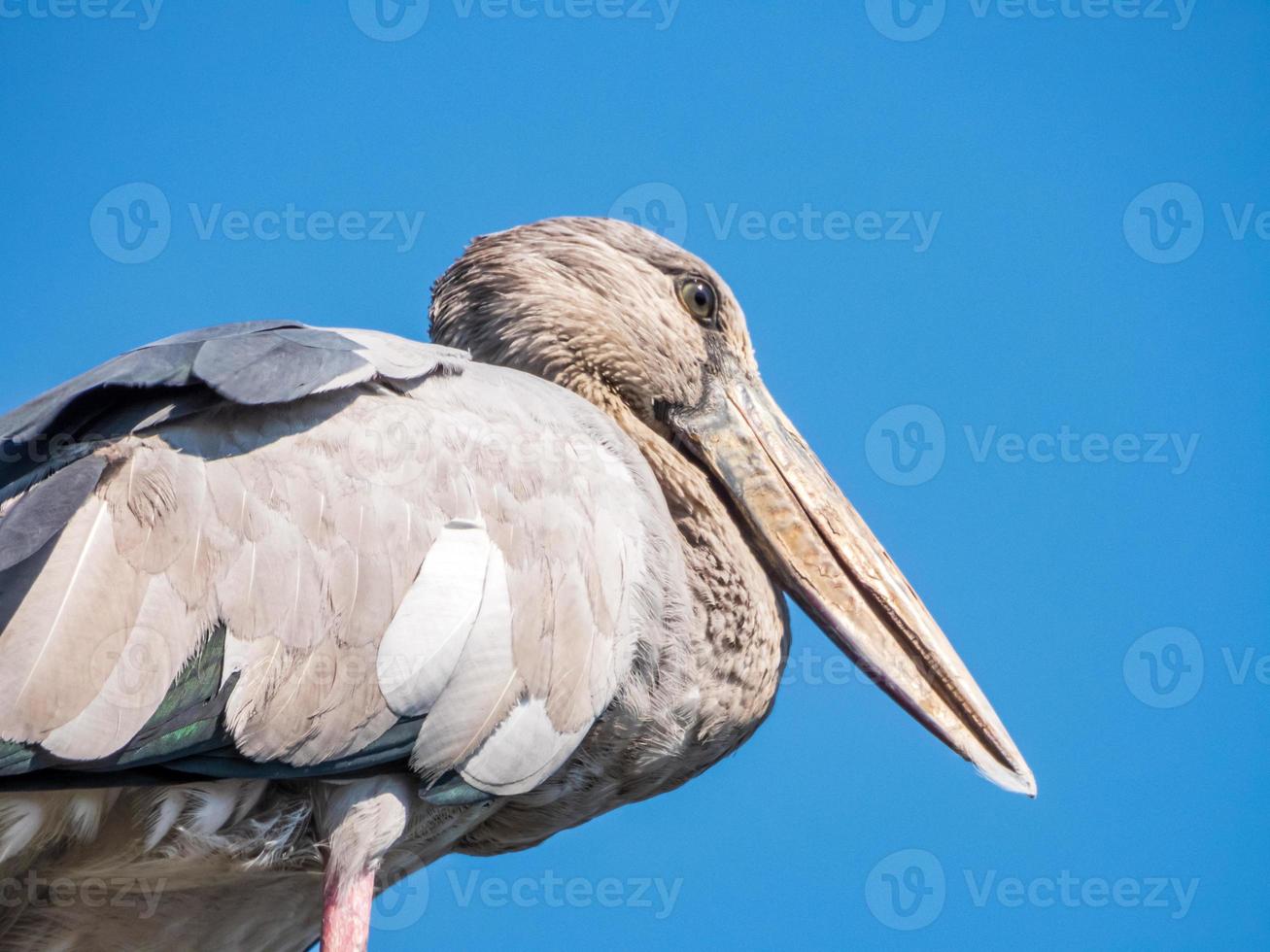 feche o fundo do céu azul da cegonha openbill foto