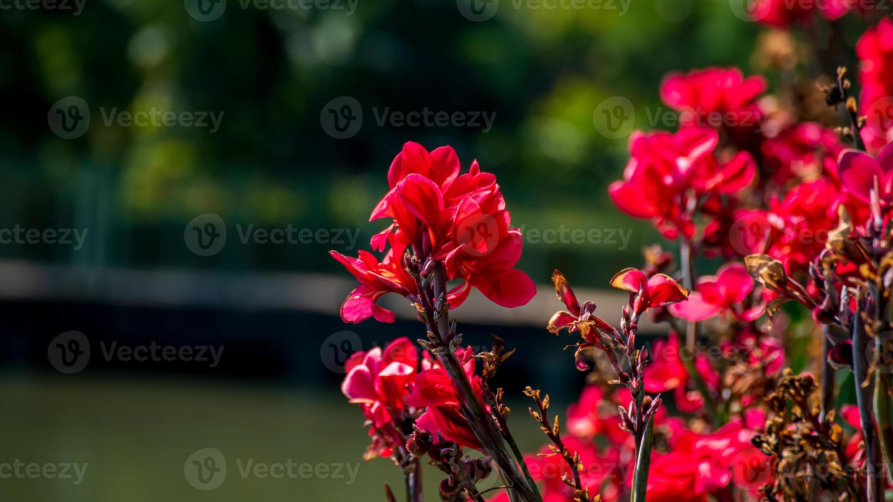 canna lily, planta curta da índia, broto da índia, bulsarana florescendo no jardim foto