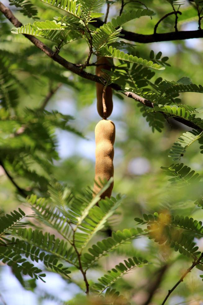 frutas de tamarindo estão penduradas na árvore. foto