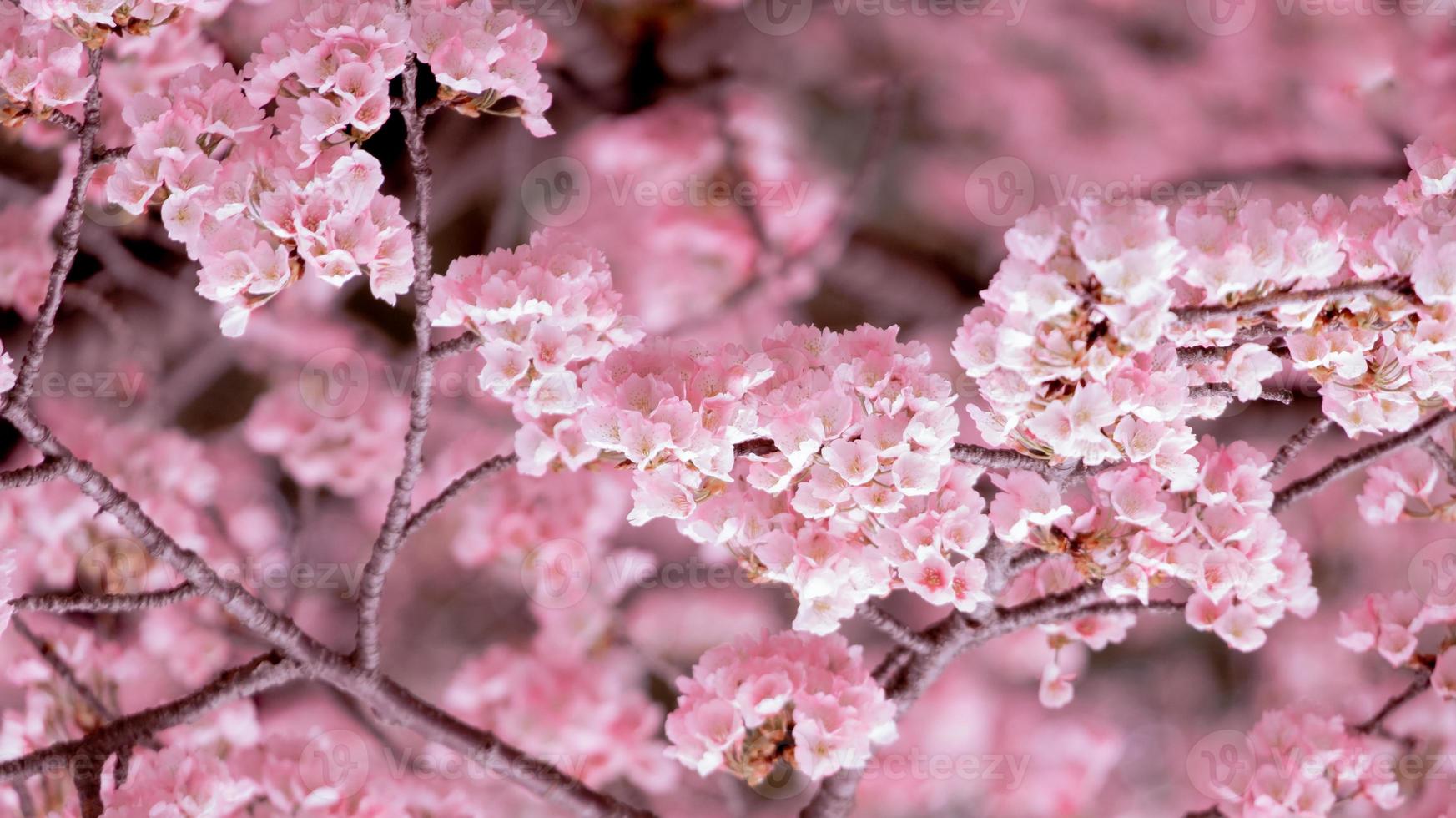 cor pastel suave linda flor de cerejeira sakura florescendo com desbotamento em flor de sakura rosa pastel, floração completa uma temporada de primavera no japão foto