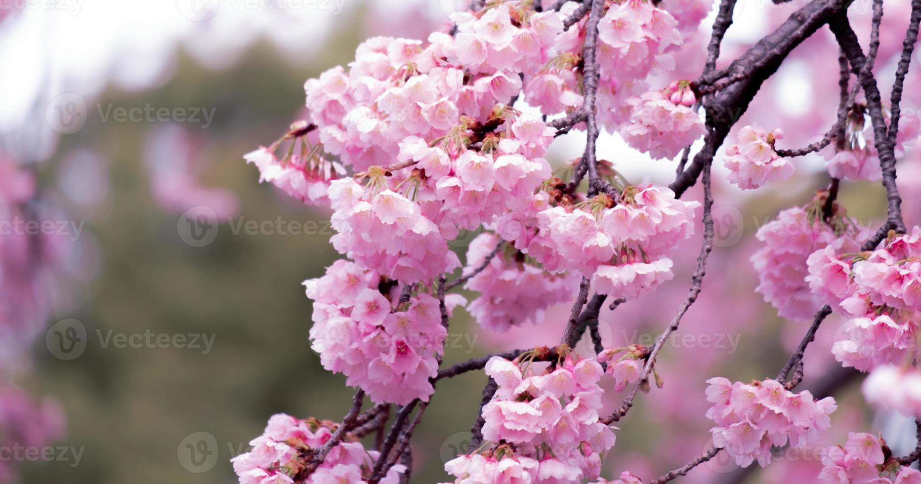 cor pastel suave linda flor de cerejeira sakura florescendo com desbotamento em flor de sakura rosa pastel, floração completa uma temporada de primavera no japão foto