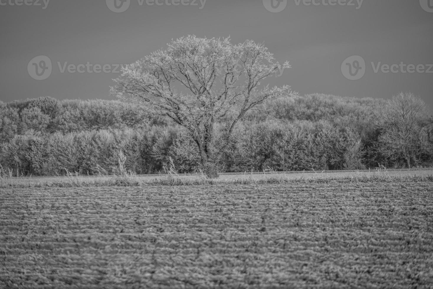 inverno na alemanha foto