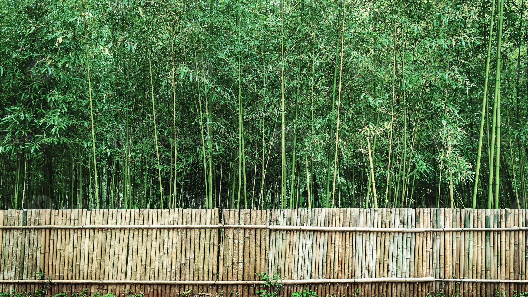 floresta de bambu em chiang mai tailândia foto