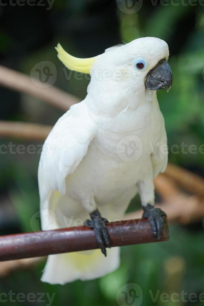 foto de uma cacatua de crista amarela em pé em um galho e olhando para a câmera. pássaro, animal.