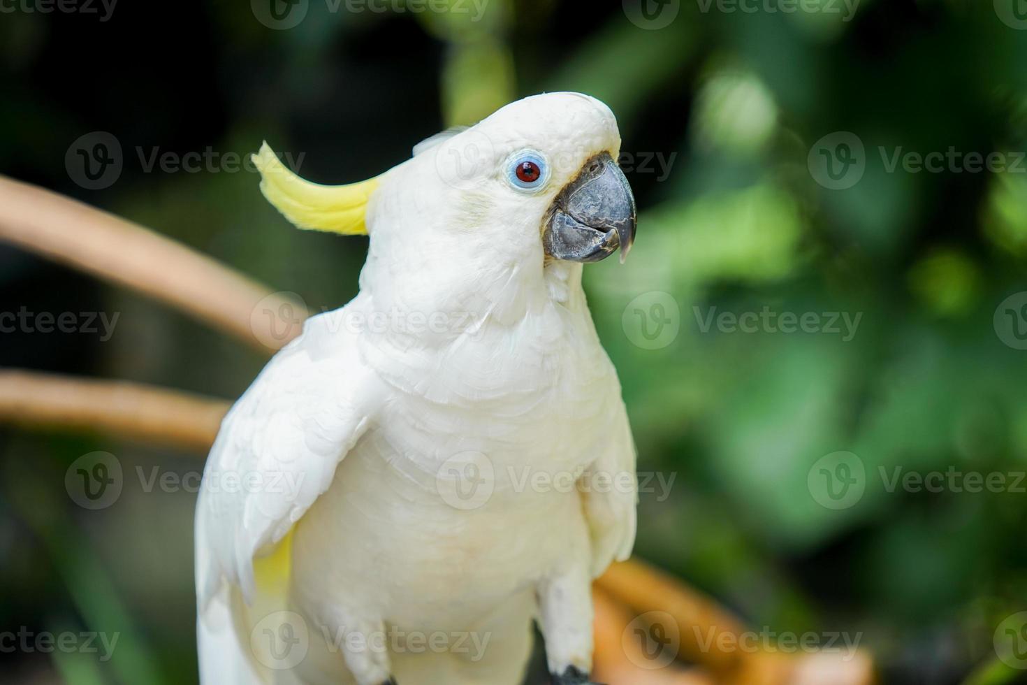 closeup de imagem de uma cacatua com crista amarela está empoleirado, olhando para a câmera. pássaro, animal foto