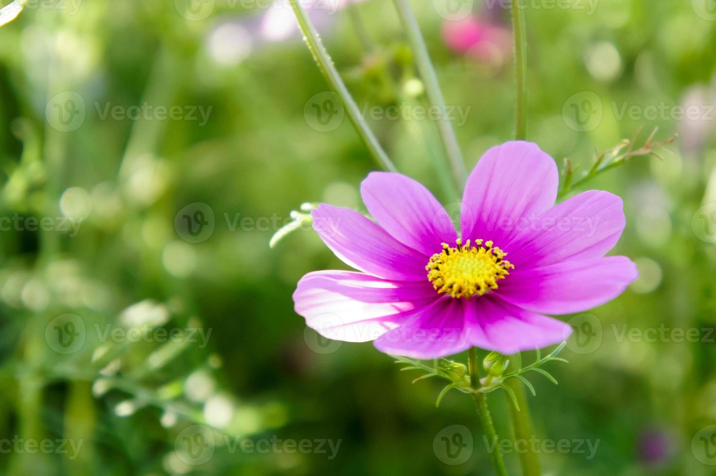 flores cosmos na manhã arquivada foto