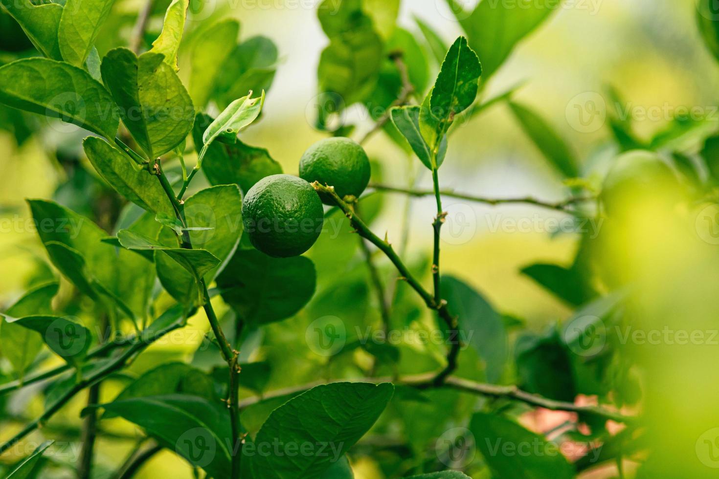 limão verde maduro na pequena árvore perene foto