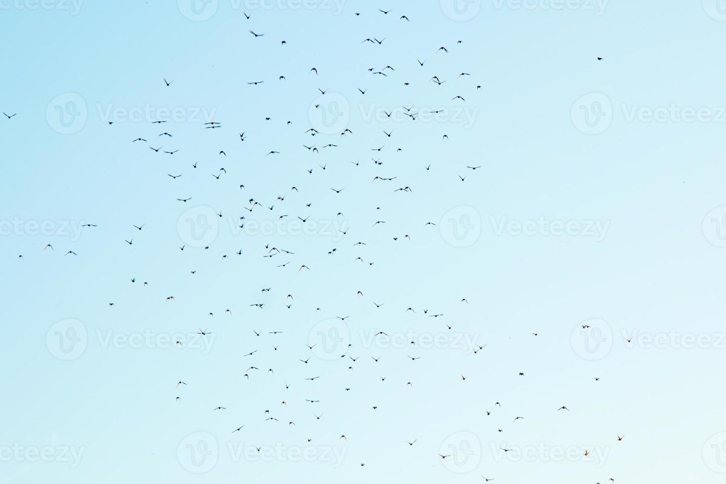 silhuetas de pássaros no céu foto