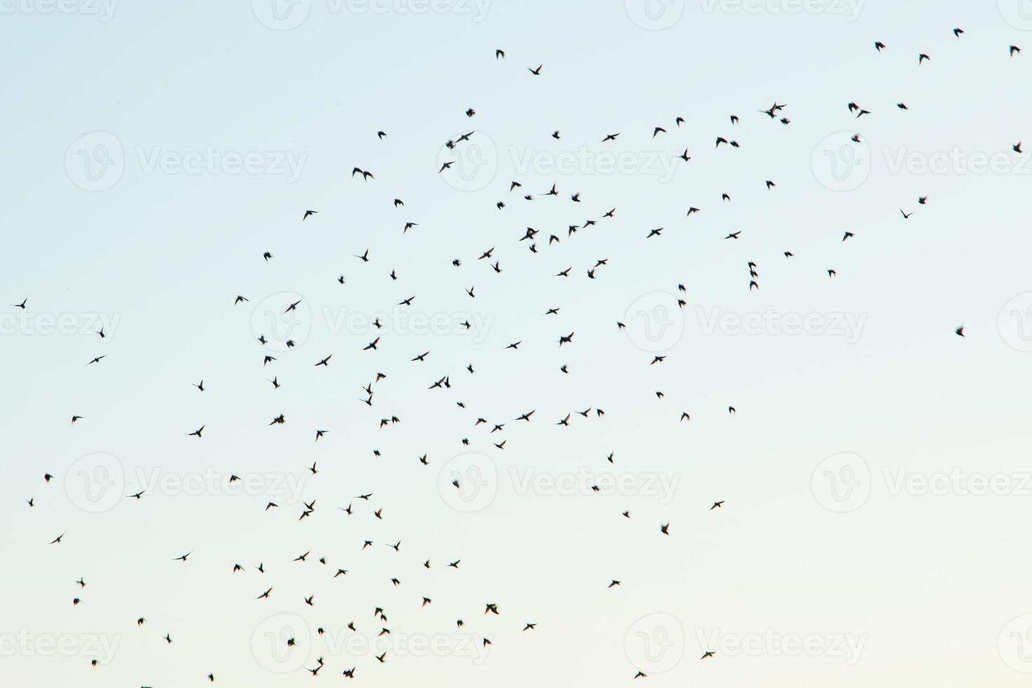 silhuetas de pássaros no céu foto