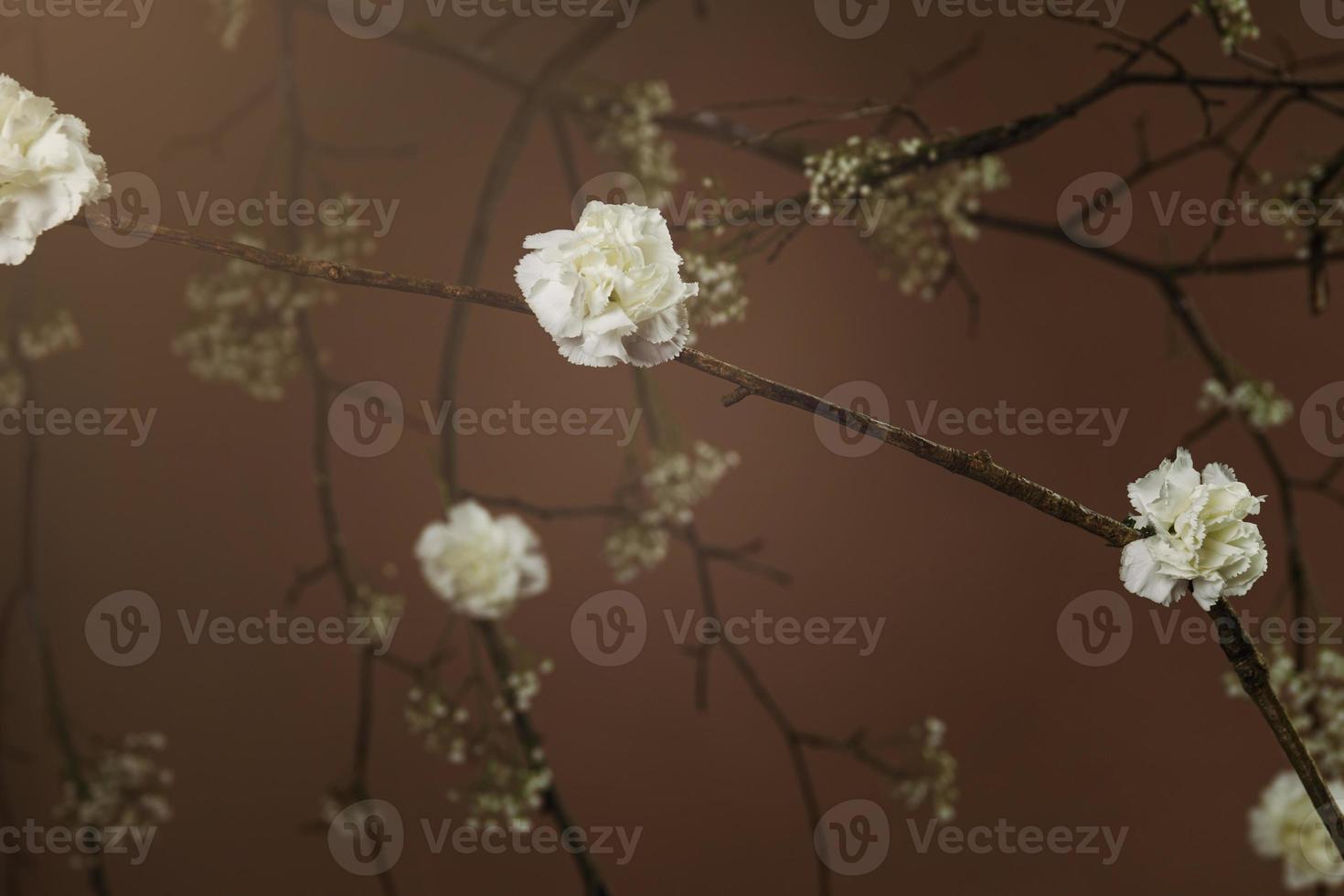 flores brancas em galhos de árvores contra fundo marrom foto