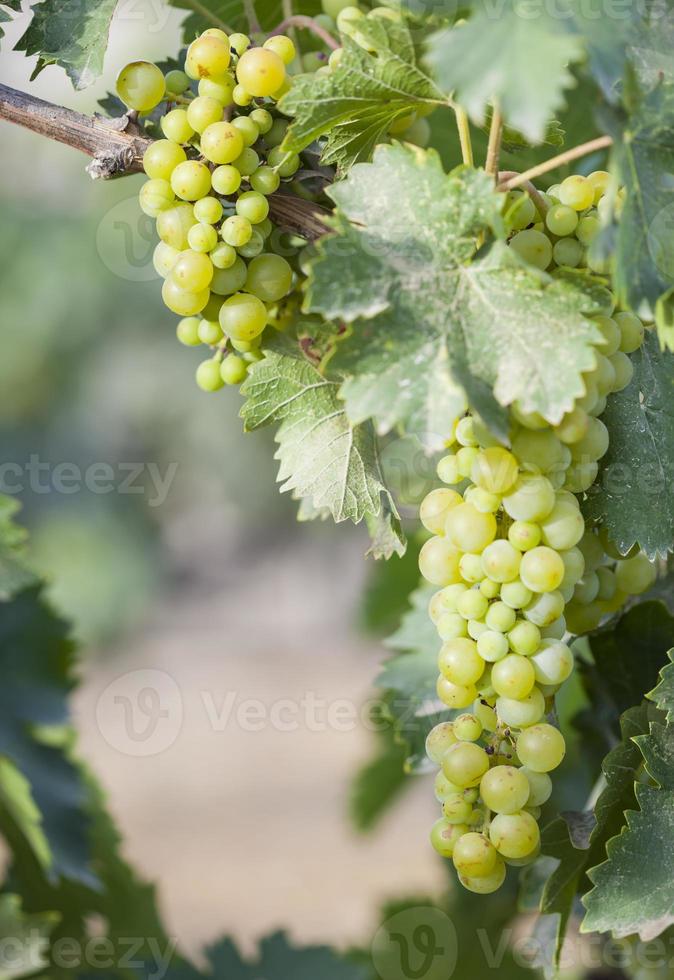exuberante vinhedo de alqueires de uva branca ao sol da manhã foto