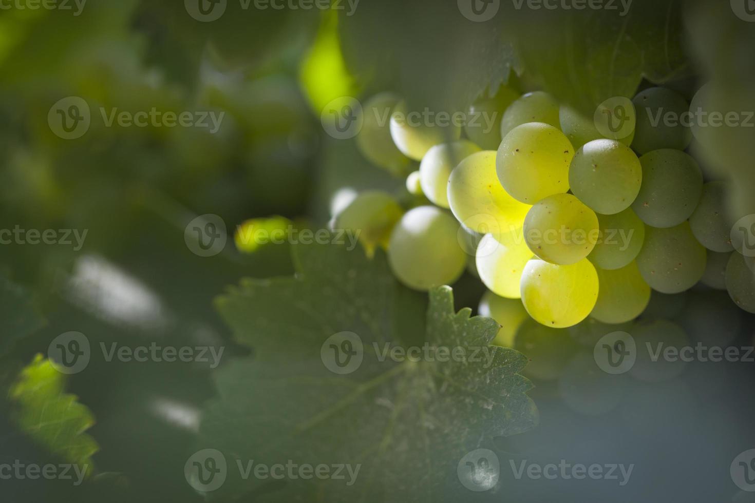 exuberante vinhedo de alqueires de uva branca ao sol da manhã foto