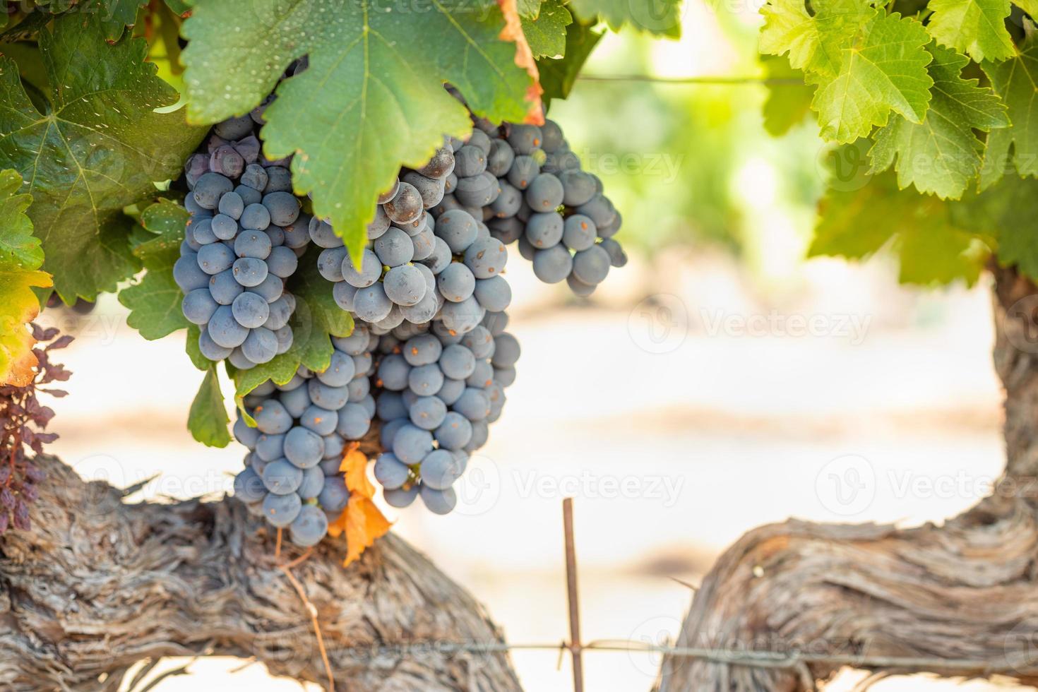 vinhedo com uvas viníferas exuberantes e maduras na videira, prontas para a colheita foto