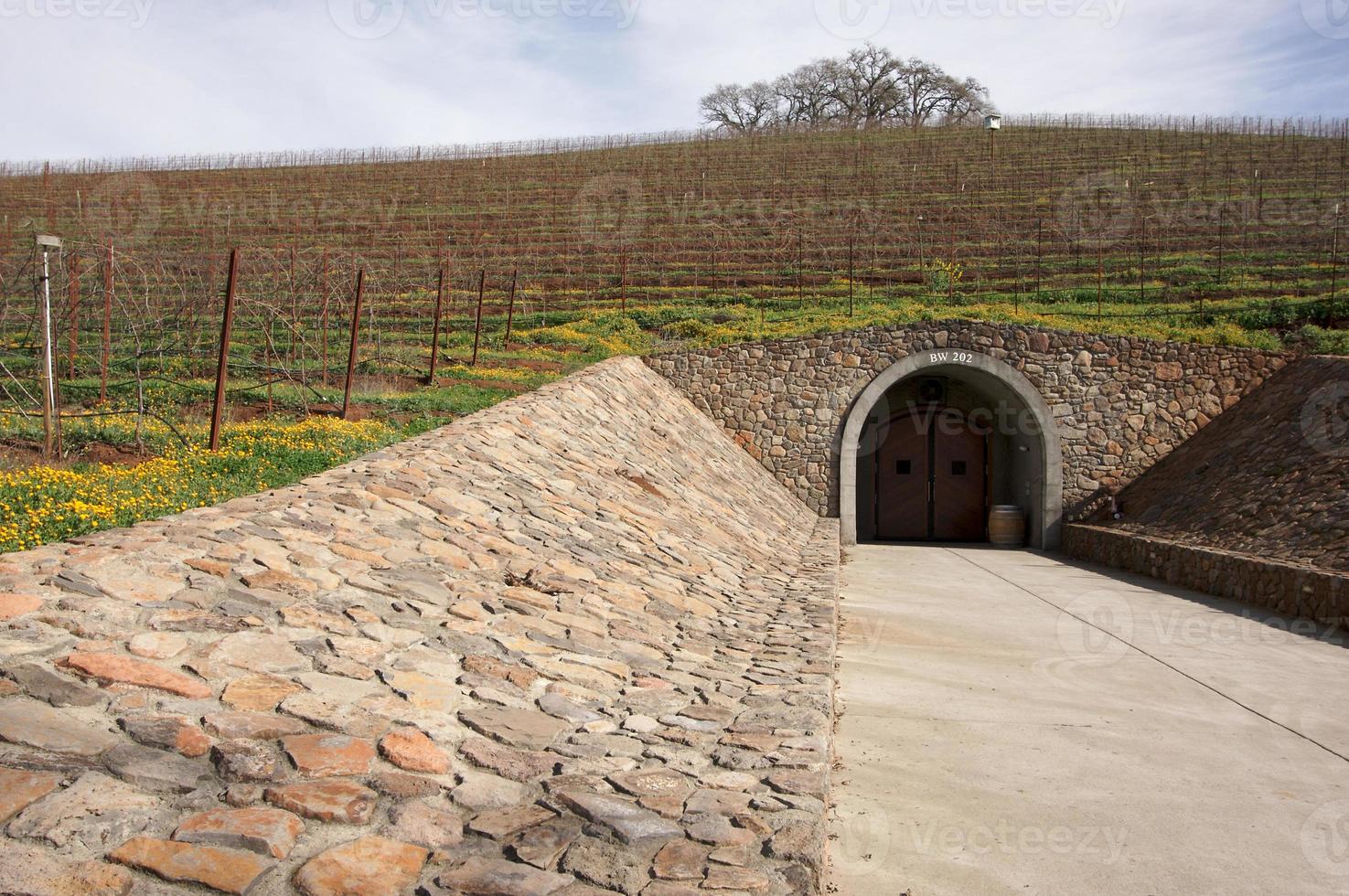 encosta de vinha com entrada de adega e árvores foto